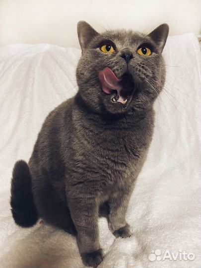 Кот для фотосессии