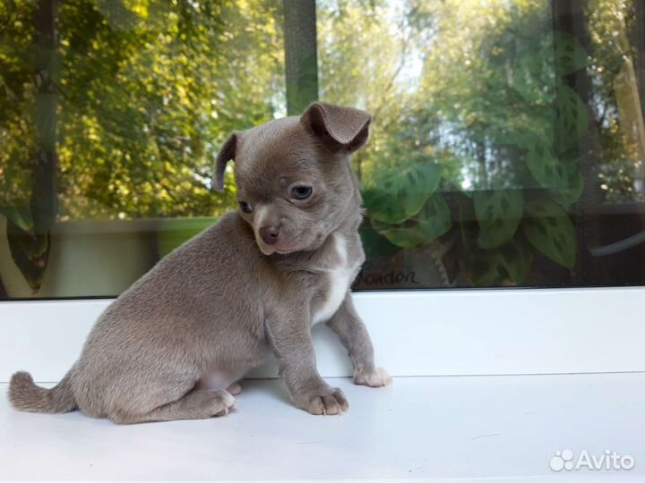 Щенки чихуахуа стандарт