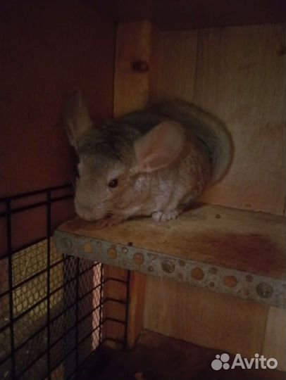 Бежевая шиншилла(бронь до 29.09)