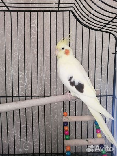 Попугай корелла