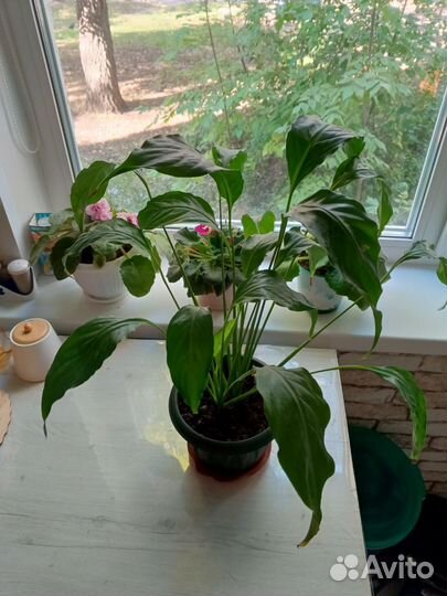 Спатифиллум