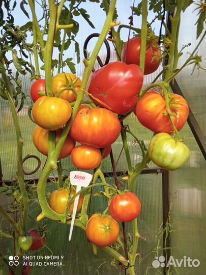 Семена томатов и перцев