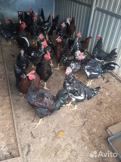 Петушки и курочки ливенские ситцевые