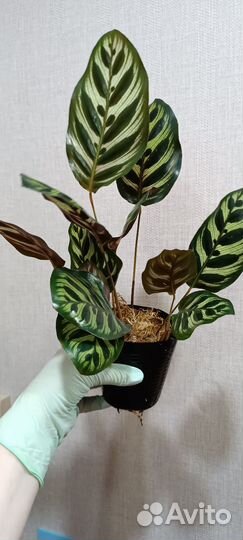 Калатея макоя