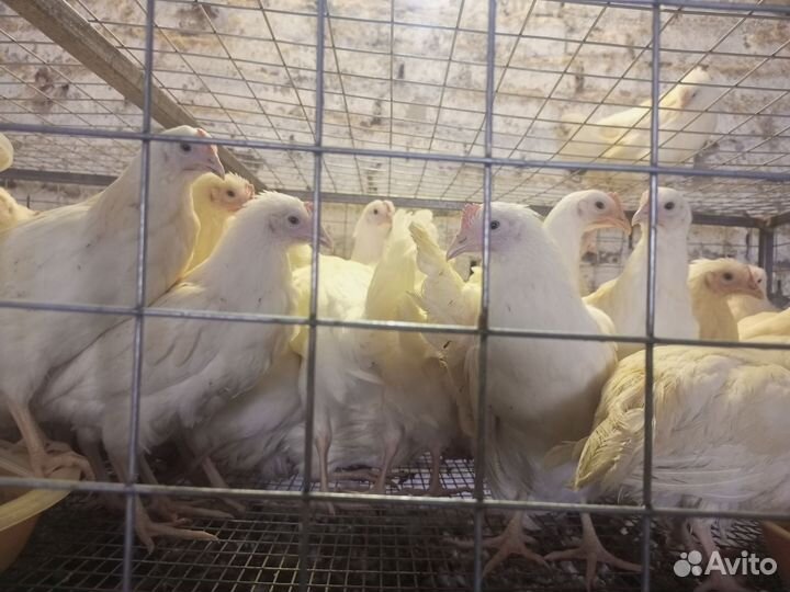 Курочки Ломан уайт лсл классик