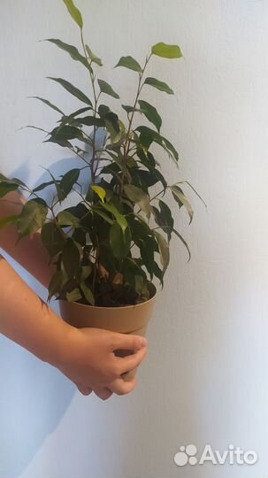 Фикус Бенджамина (Ficus benjamina)