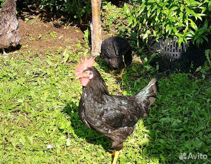 Молодые петухи