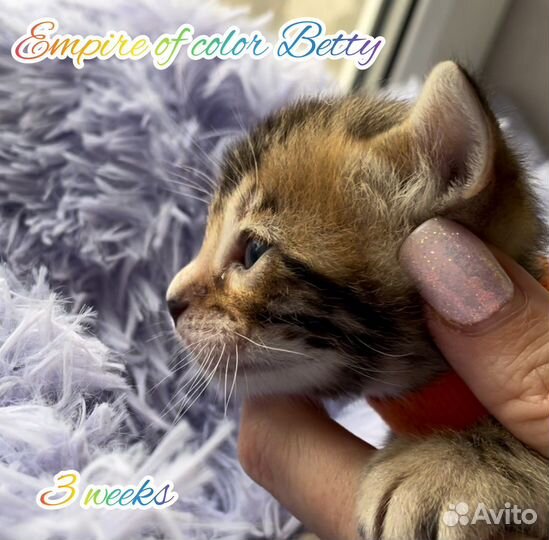 Бенгальская кошка в хорошую семью