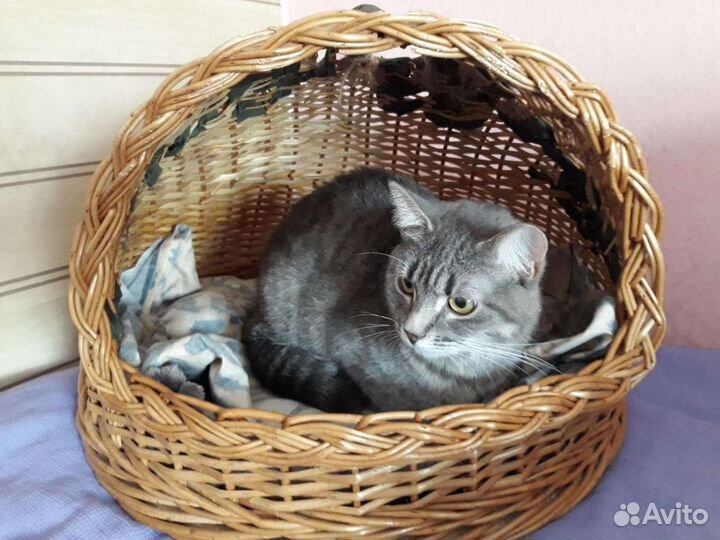 Лиза ищет дом, стерилизована