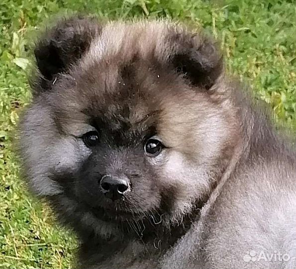 Щенки шпица и кеесхонда