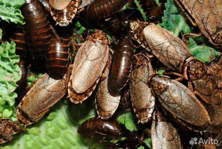 Мраморный таракан