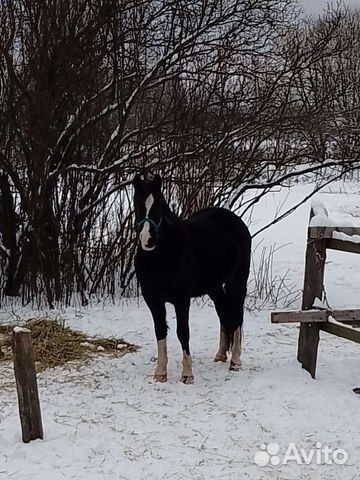 Конский навоз