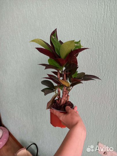 Кротон Миссис Айстон