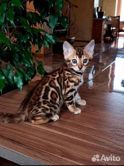 Бенгальские котята