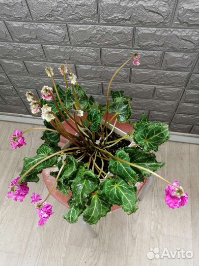 Цикламен махровый