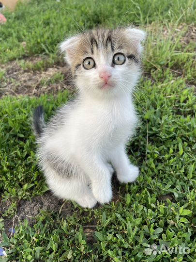 Котята в добрые руки даром