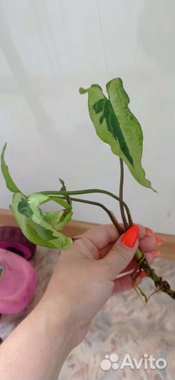 Сингониум 3 короля