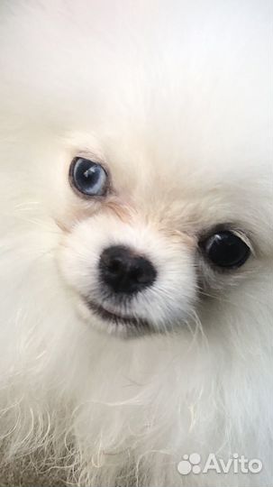 Померанский шпиц