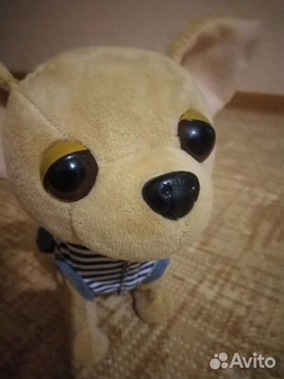 Собачка чичилав