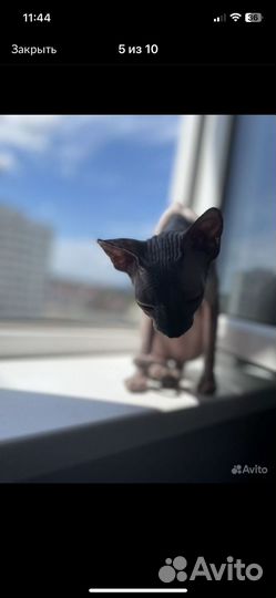 Кошки донской сфинкс