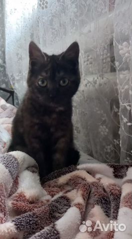 Кошечка в добрые руки