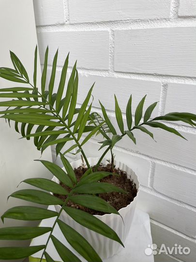 Пальма хамедорея