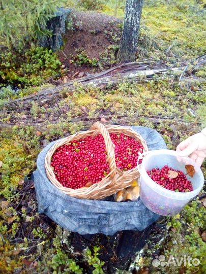 Брусника