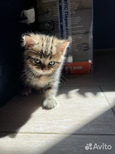 Британская кошка