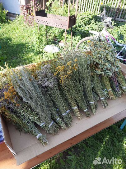 Лечебные травы