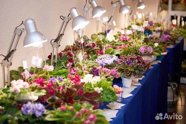 Сортовые фиалки с\с листом