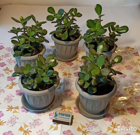 Денежное дерево, крассула, толстянка