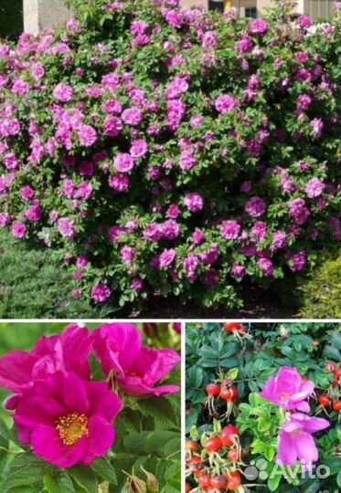 Роза морщинистая Ругоза