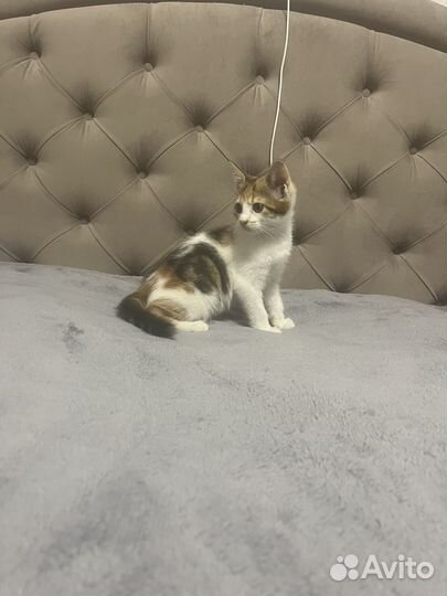 Отдам кошечку в добрые руки