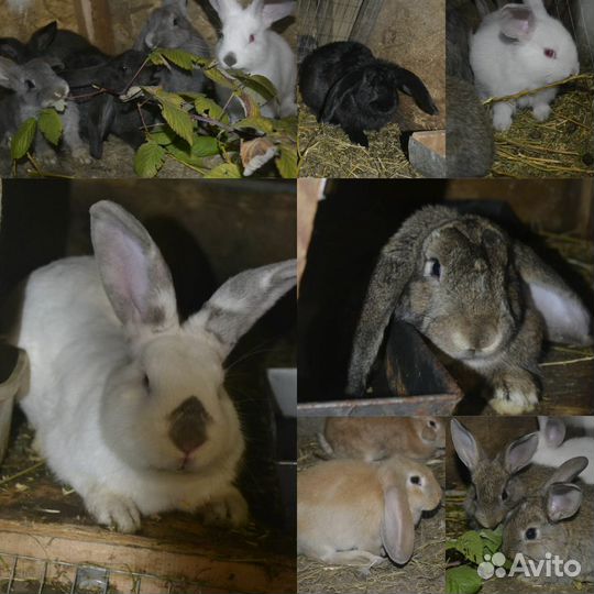 Кролики