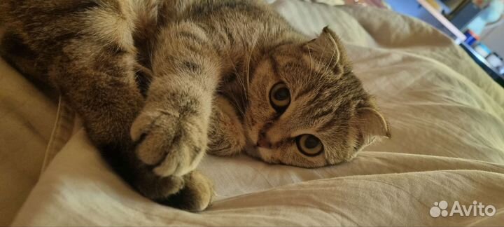 Шотландская вислоухая кошка вязка