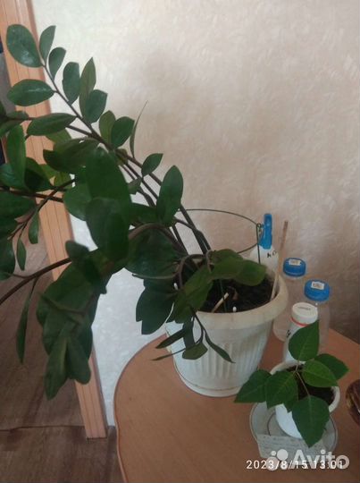 Комнатные растения