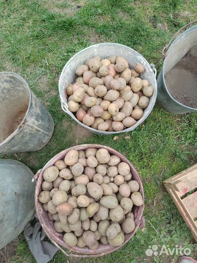 Картофель на посадку