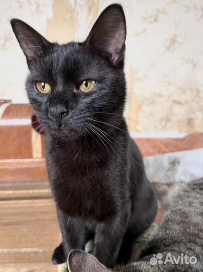 Котик в добрые ручки