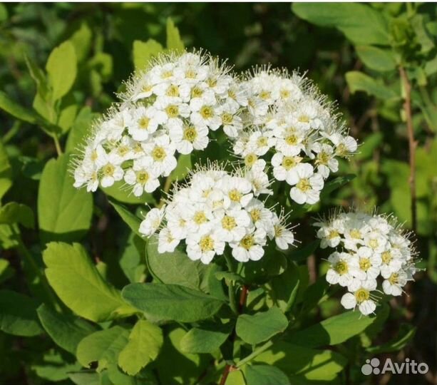 Спирея вангутта