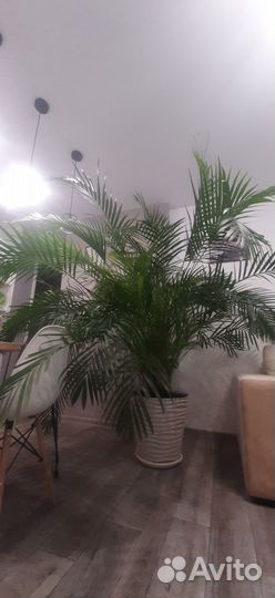 Пальма Арека Хризолидокарпус