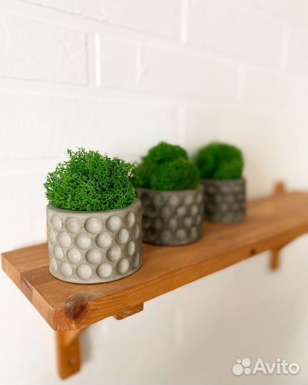 Стабилизированный мох в гипсовых кашпо