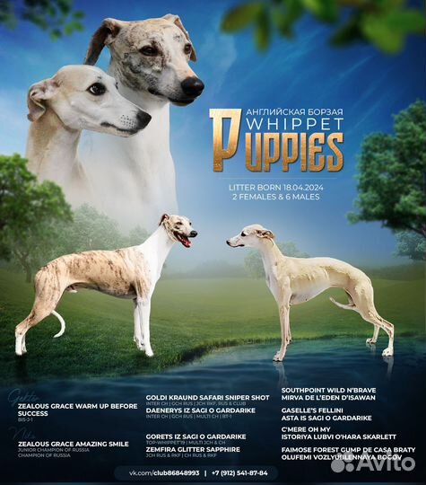 Щенки уиппета