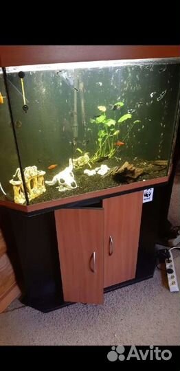 Аквариум