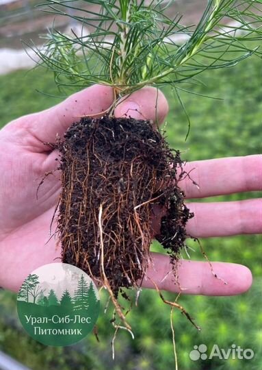 Сеянцы зкс Сосна Ель Лиственница окс Голуб Горн