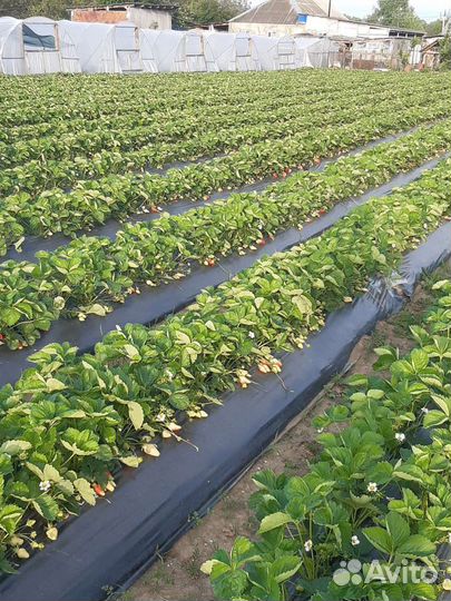 Услуги минитрактора