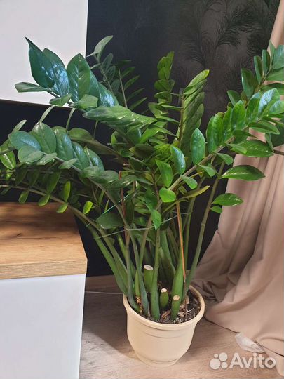 Замиокулькас