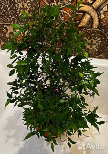 Фикус бенджамина Пандора