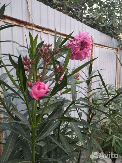 Олеандр махровый