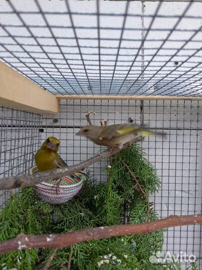 Певчие птицы Зеленушки, Щегол, Чиж