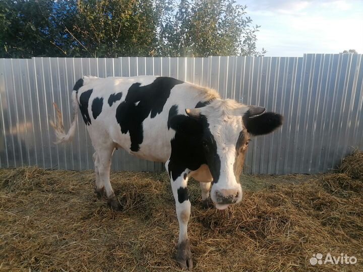 Телка стельная